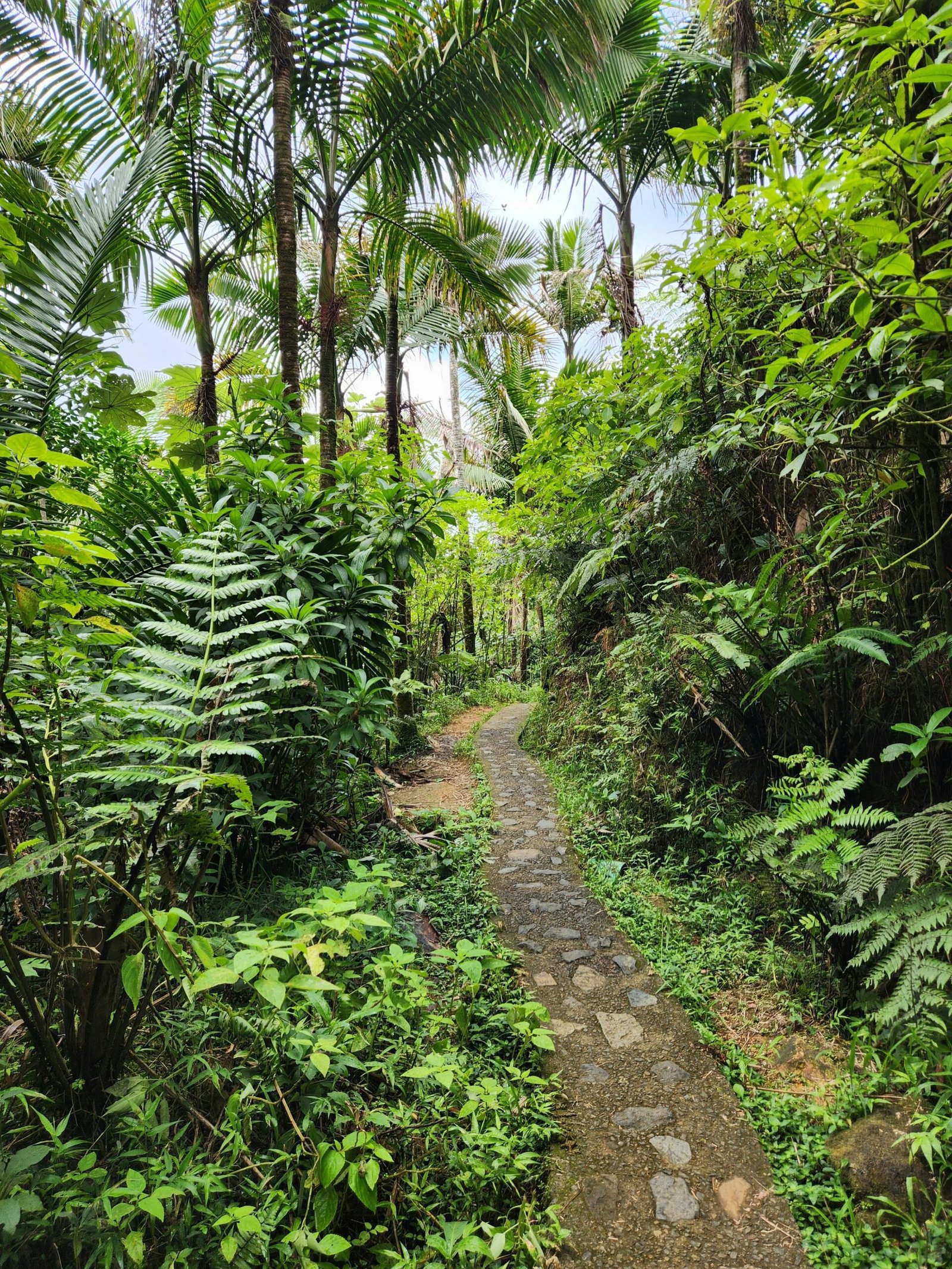 Discover the beauty of El Yunque, just minutes from Selva Boutique Hotel. Hike lush trails, explore waterfalls, and enjoy Puerto Rico's tropical paradise.